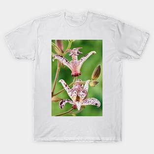 Tricyrtis formosana &#39;Dark Beauty&#39; Toad lily T-Shirt